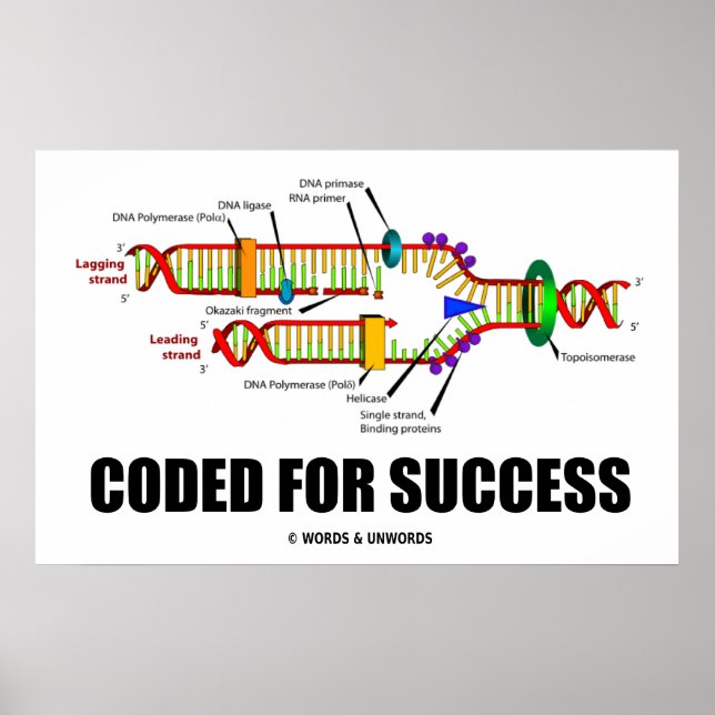 Coded For Success DNA Replication Humor Poster (Front)
