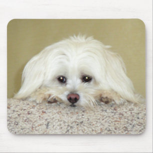 'CODY'  Sweet LittleMaltese photo at top of stairs Mouse Mat