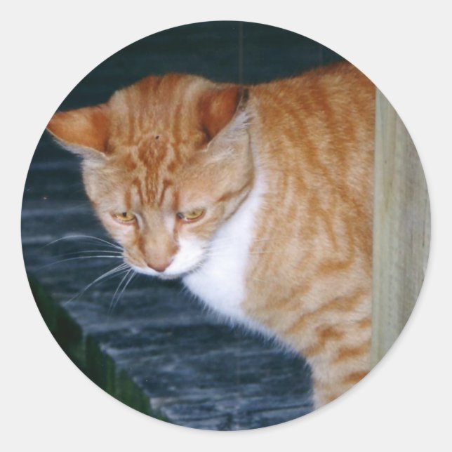 Cody the Cat Stickers (Front)