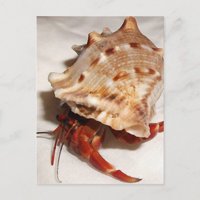 Coenobita violascus hermit crab baby postcard (Front)