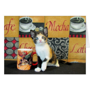 Coffe, Tea, or Meow - Leilani