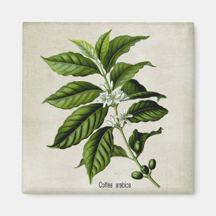 Coffea Arabica Magnet
