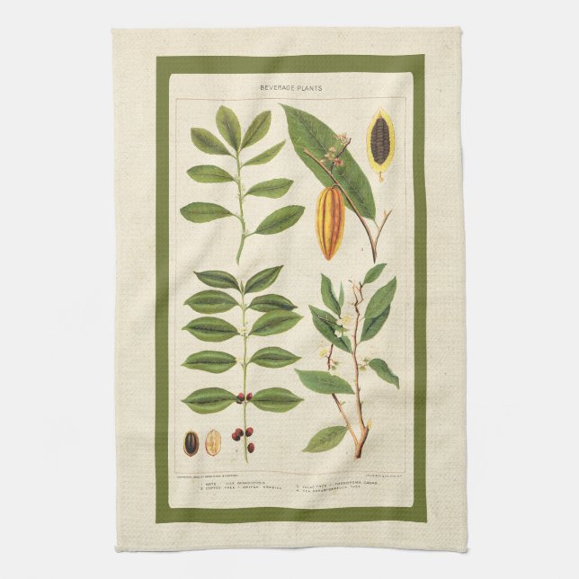Coffee Antique Tea Botanical Beverage Plants Chart Tea Towel (Vertical)