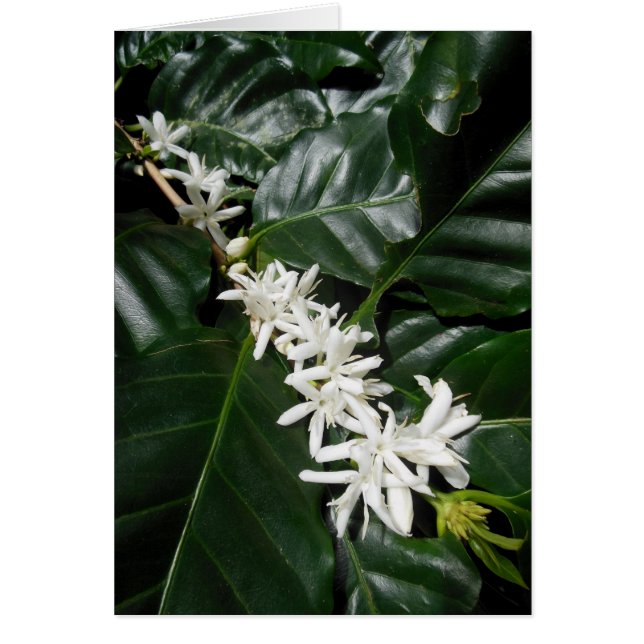 Coffee Blossoms (Front)