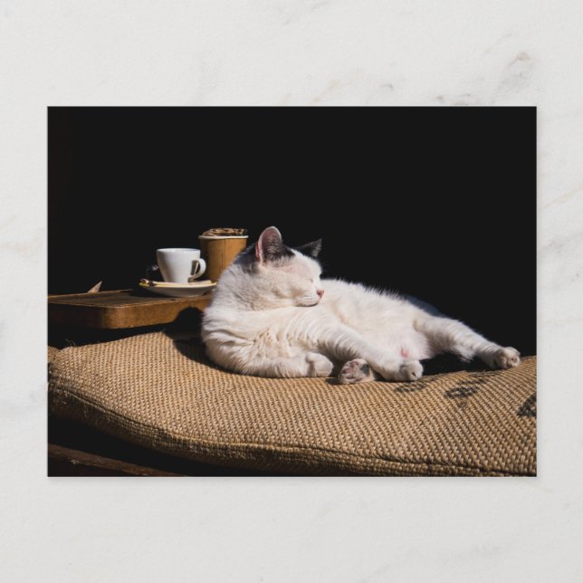 Coffee Cat Postcard (Front)