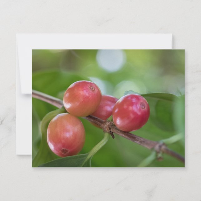 Coffee Cherries Card (Front)