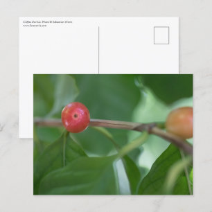 Coffee Cherries Nature Photo Postcard