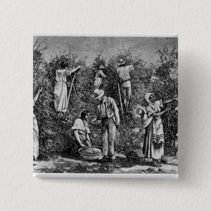 Coffee Harvest 15 Cm Square Badge