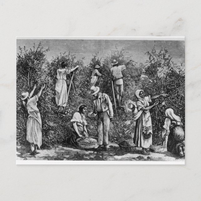 Coffee Harvest Postcard (Front)