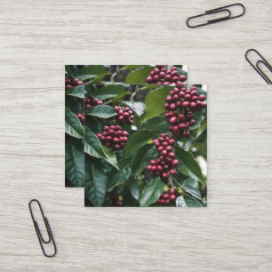Coffee Lovers Coffee Tree, Square Business Card