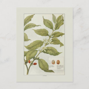 Coffee Postcard