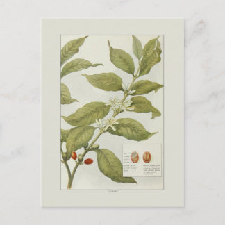 Coffee Postcard