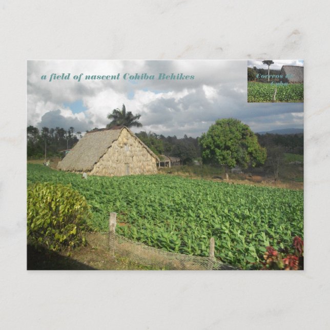 Cohiba Bahikes? Postcard (Front)