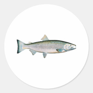 Coho - Silver Salmon (ocean phase) Classic Round Sticker