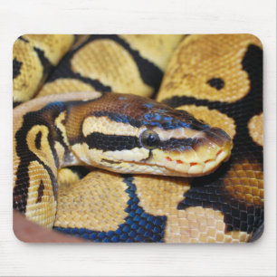 Coiled Ball Python, Face, Head Mouse Mat
