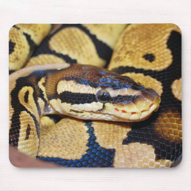 Coiled Ball Python, Face, Head Mouse Mat (Front)