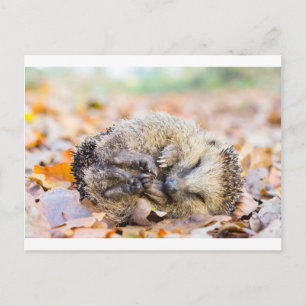 Coiled hedgehog lying on leaves in fall season postcard