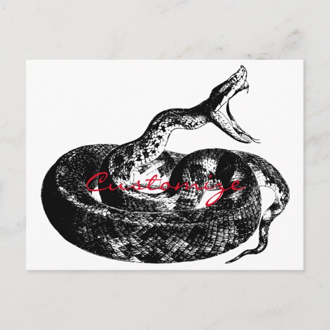 Coiled Rattlesnake Thunder_Cove Postcard (Front)