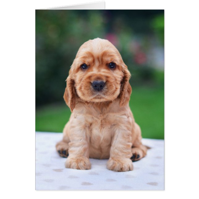 Coker Spaniel Puppy (Front)