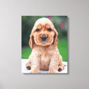 Coker Spaniel Puppy Canvas Print