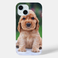 Coker Spaniel Puppy