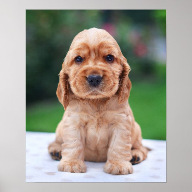 Coker Spaniel Puppy Poster (Front)