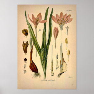 Colchicum Autumnale known as Autumn Crocus Poster