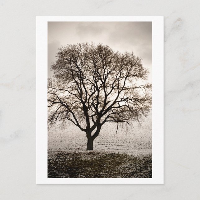 cold and lovely postcard (Front)