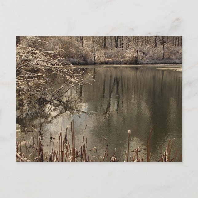 Cold Pond with Snow Postcard (Front)