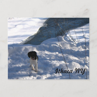 Cold Puppy Postcard