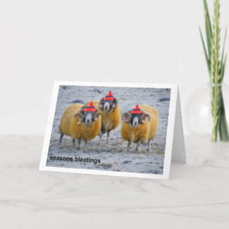 cold sheep Xmas card