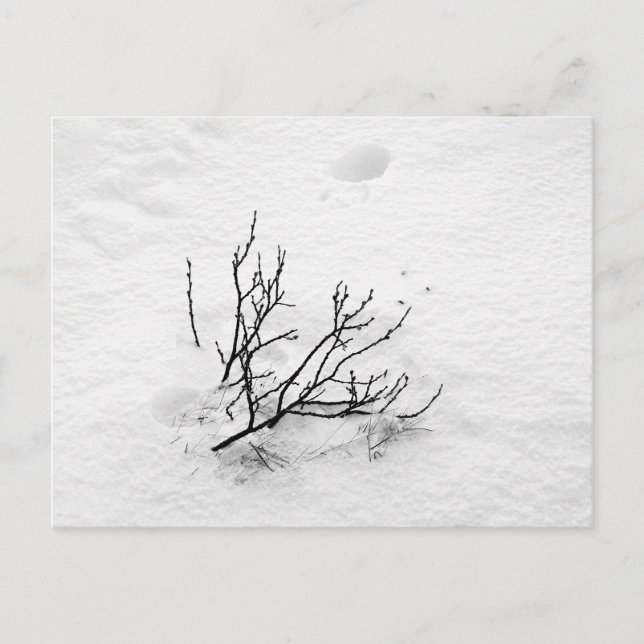 Cold Tree Postcard (Front)