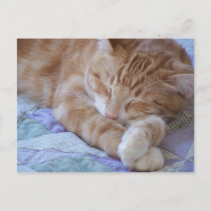 Cole Postcard