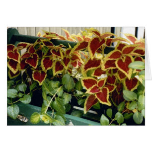 Coleus