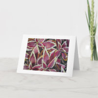 Coleus