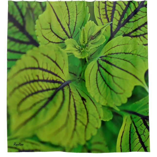 Coleus Fern Shower Curtain (Front)