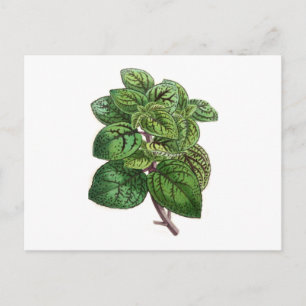 Coleus Gibsonii Postcard