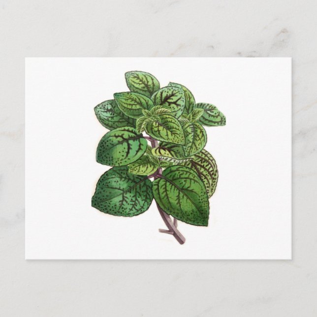 Coleus Gibsonii Postcard (Front)