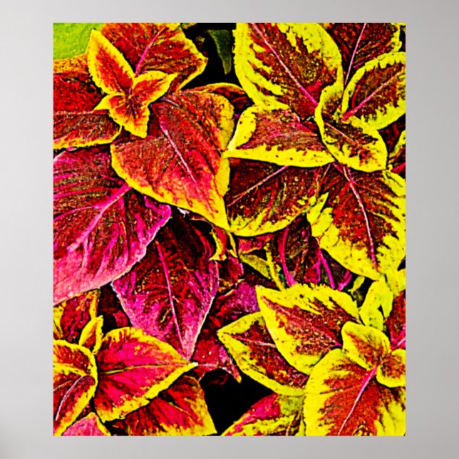 Coleus Leaf Burst Design Poster (Front)