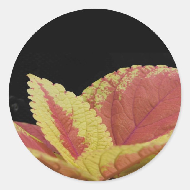 Coleus Leaves Classic Round Sticker (Front)