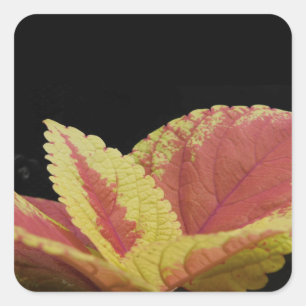 Coleus Leaves Square Sticker