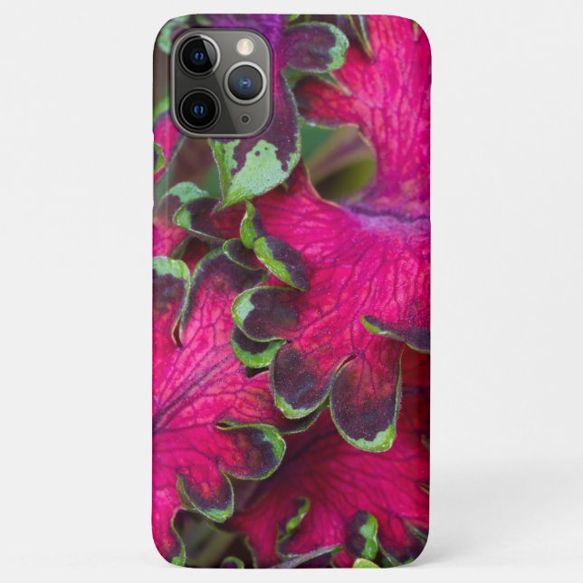 Coleus Macro Case-Mate iPhone Case (Back)