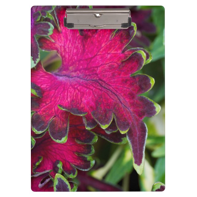 Coleus Macro Clipboard (Front)