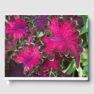 Coleus Macro Guest Book