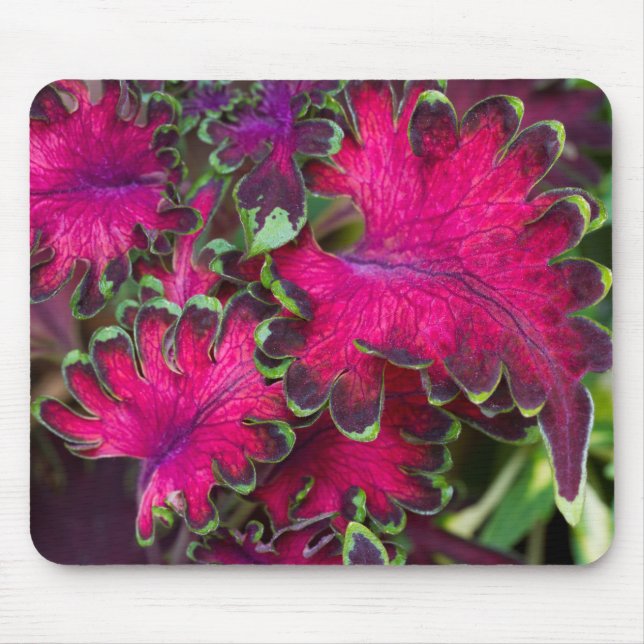 Coleus Macro Mouse Mat (Front)