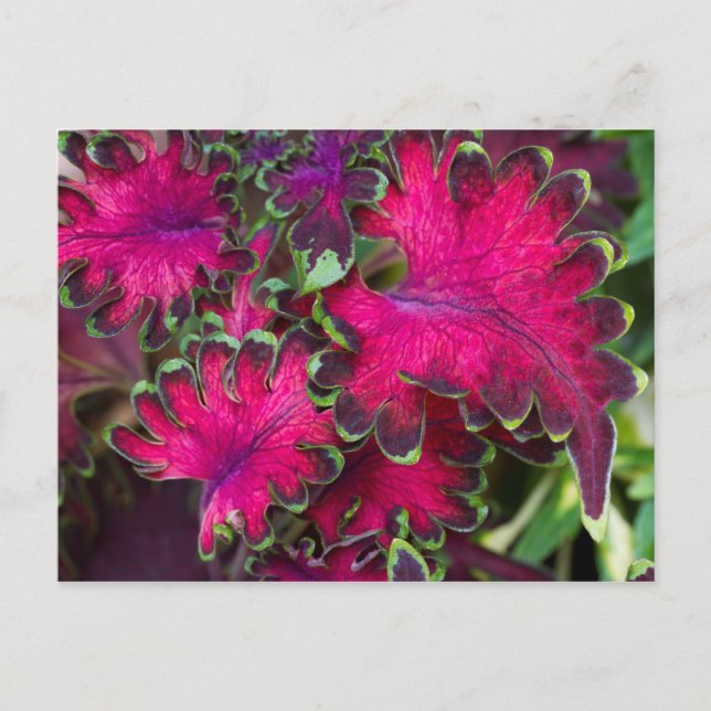 Coleus Macro Postcard (Front)