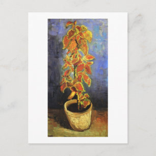 Coleus Plant in a Flowerpot, Vincent van Gogh Postcard