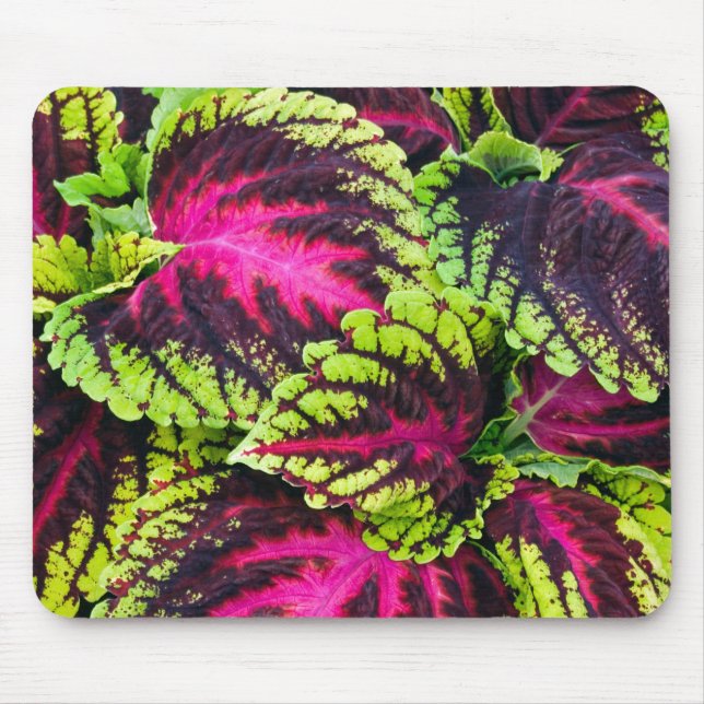 Coleus Plant Leaves Mouse Mat (Front)