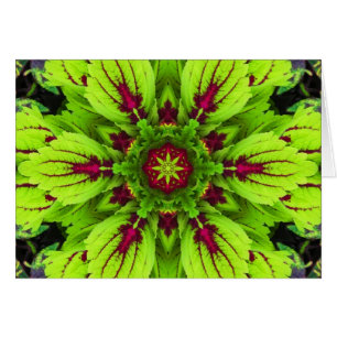 Coleus Plant Mandala