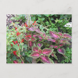 Coleus Plant Photo Postcard